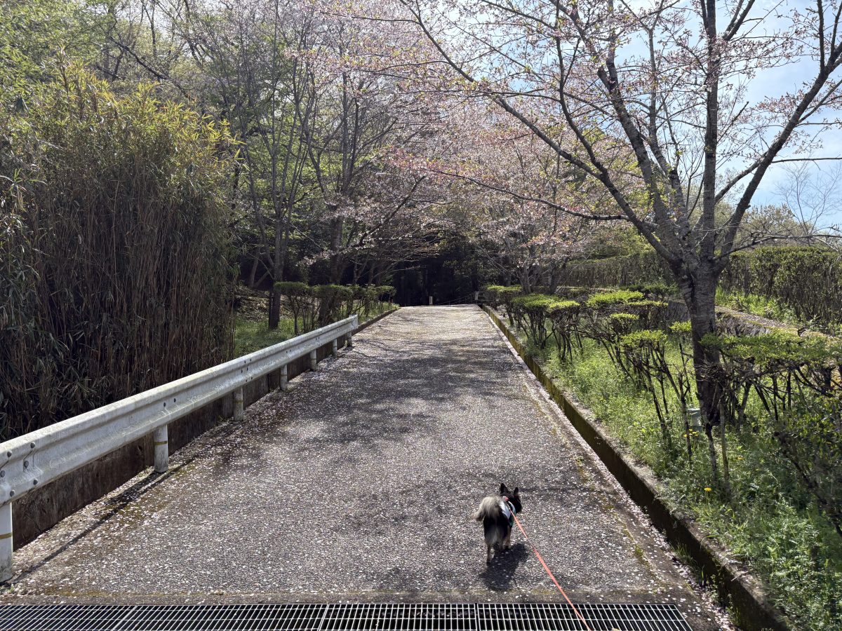 桜の遊歩道