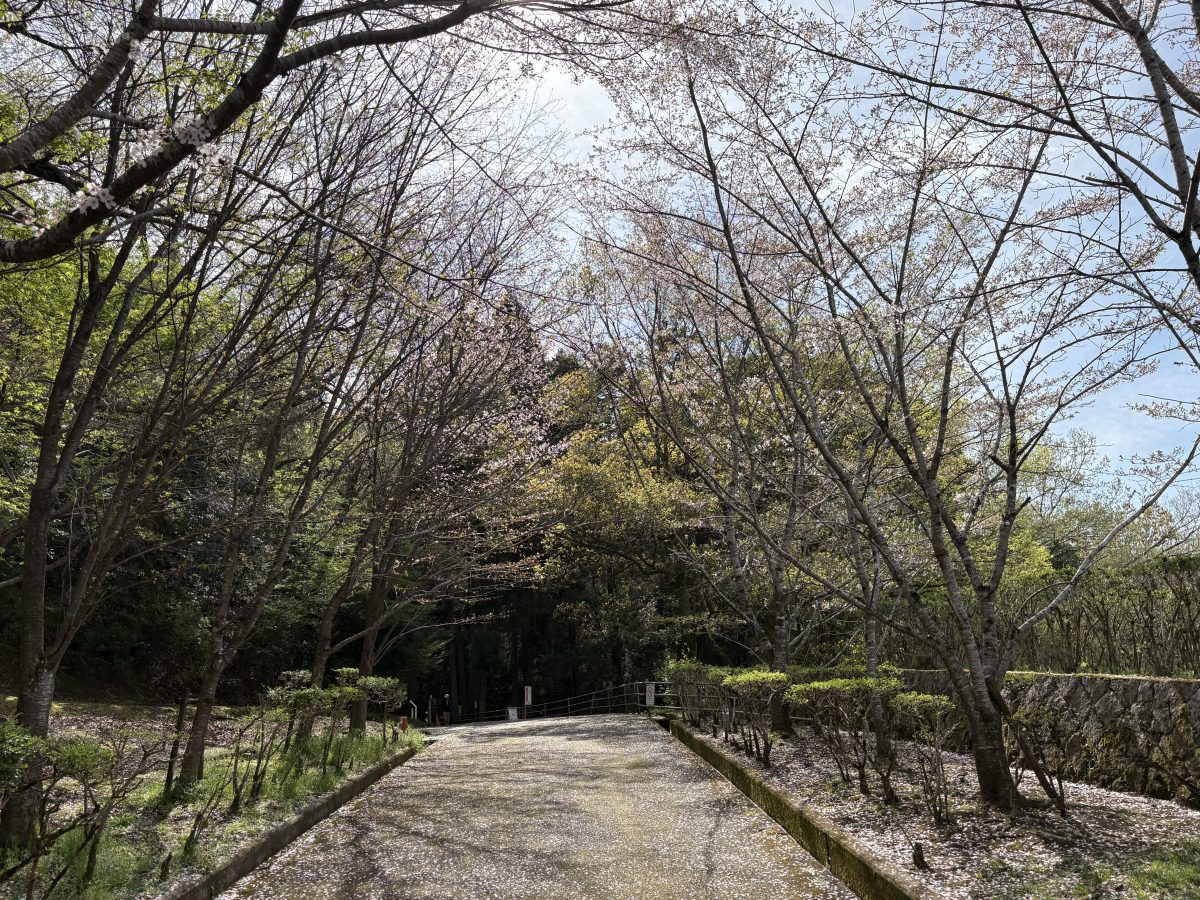 桜の道