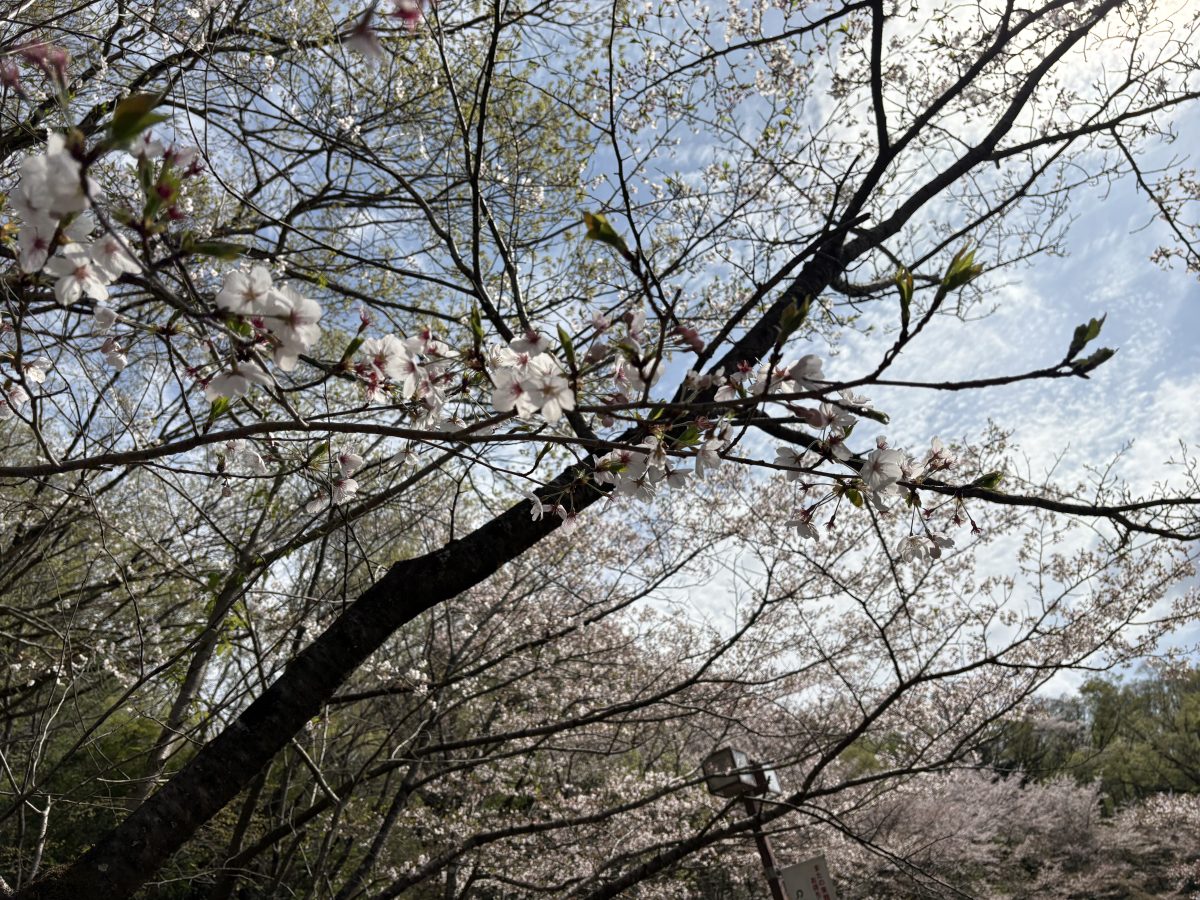 桜並木1