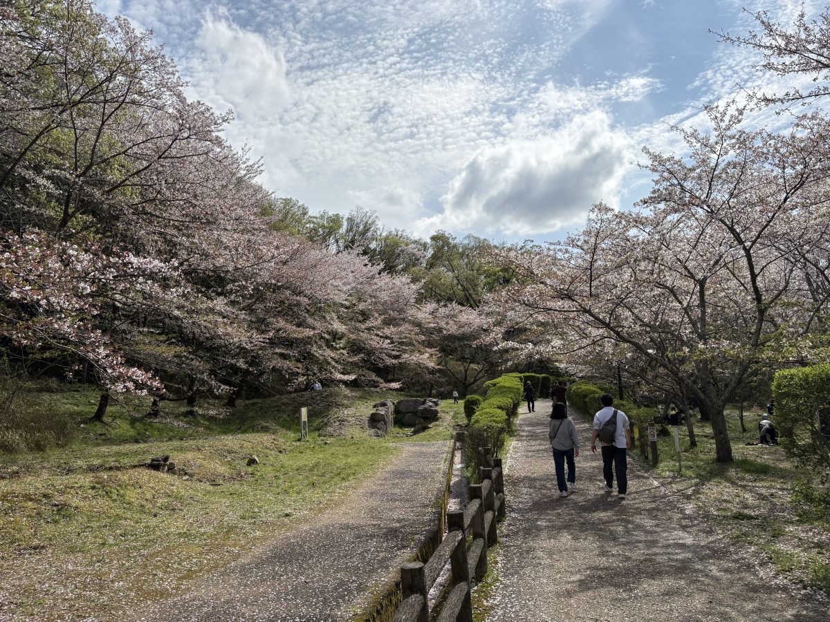 桜並木2