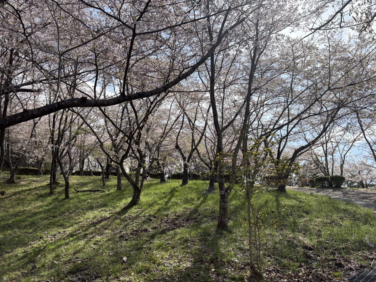 桜の広場