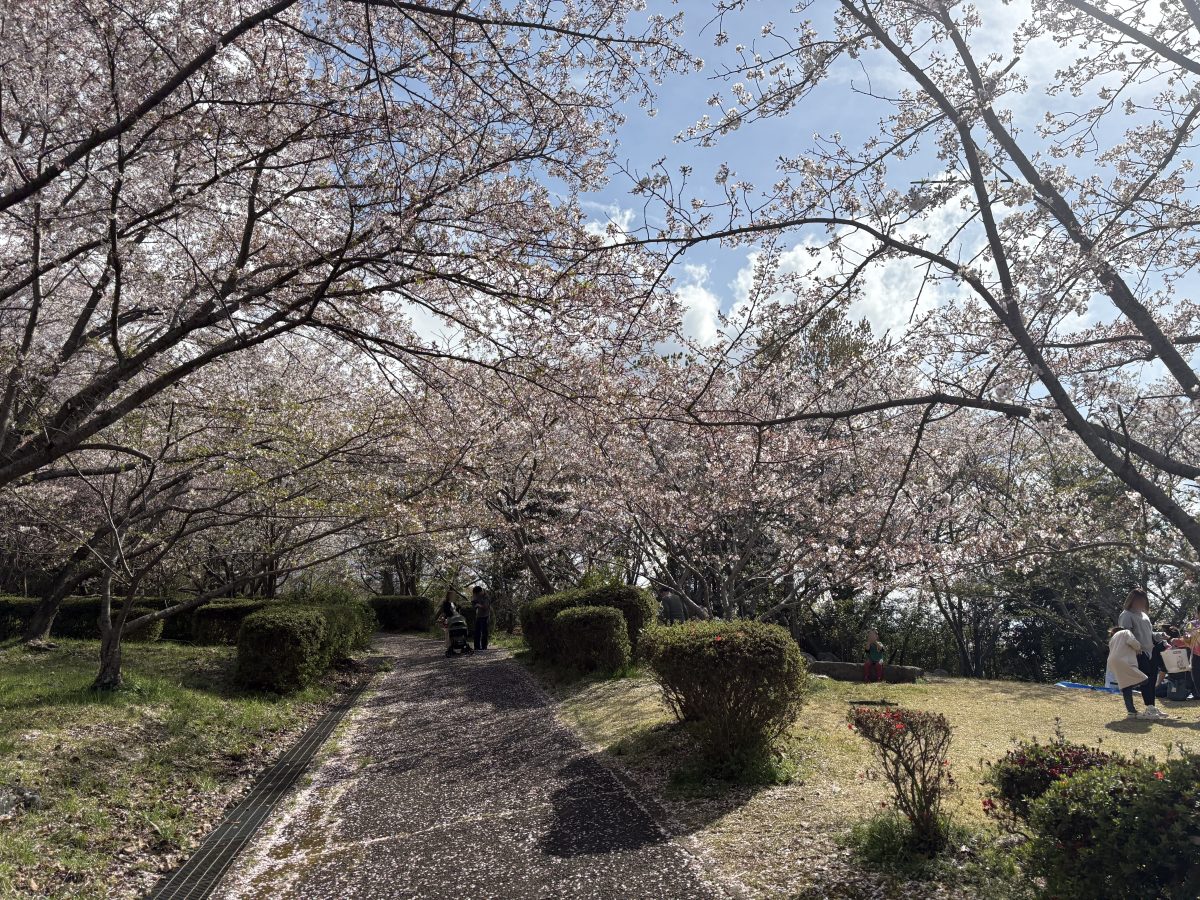近つ飛鳥風土記の丘の桜