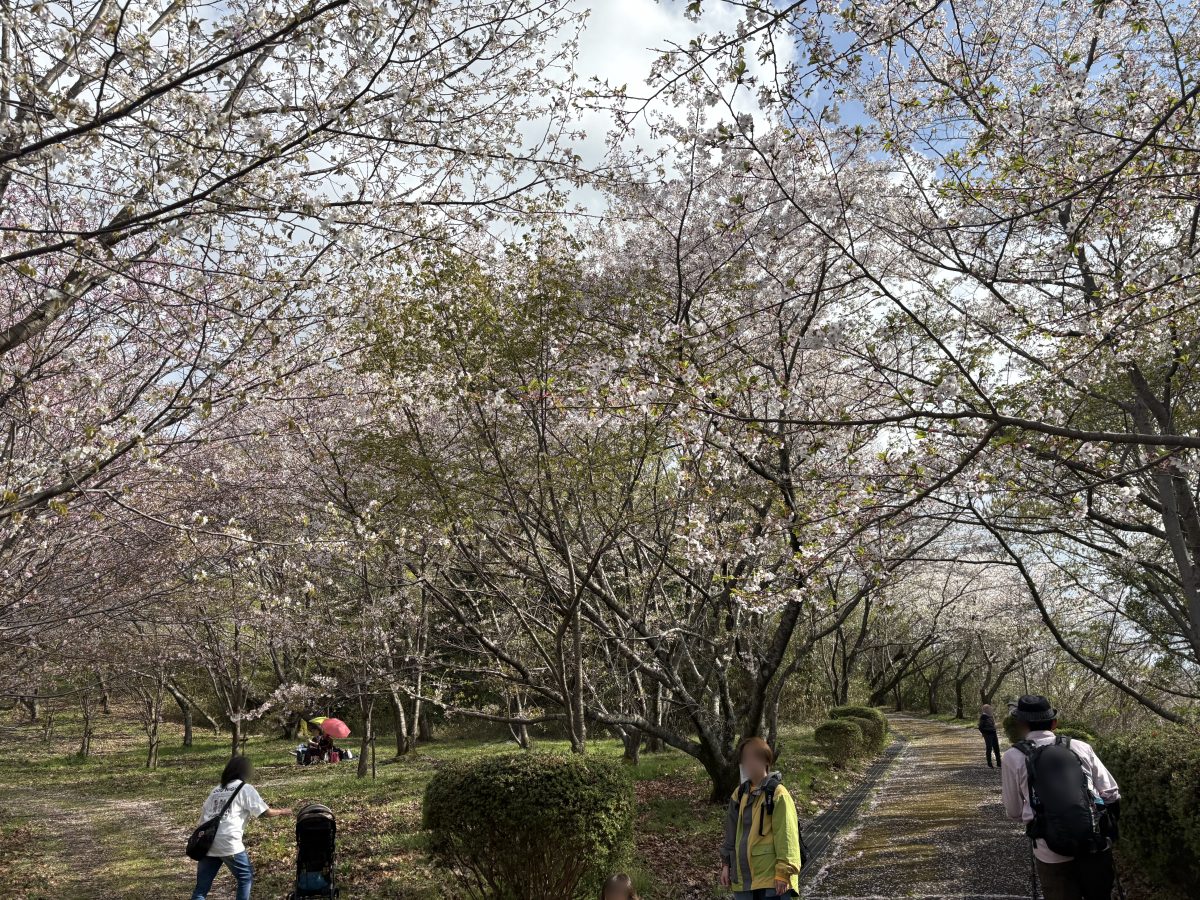 桜のトンネル