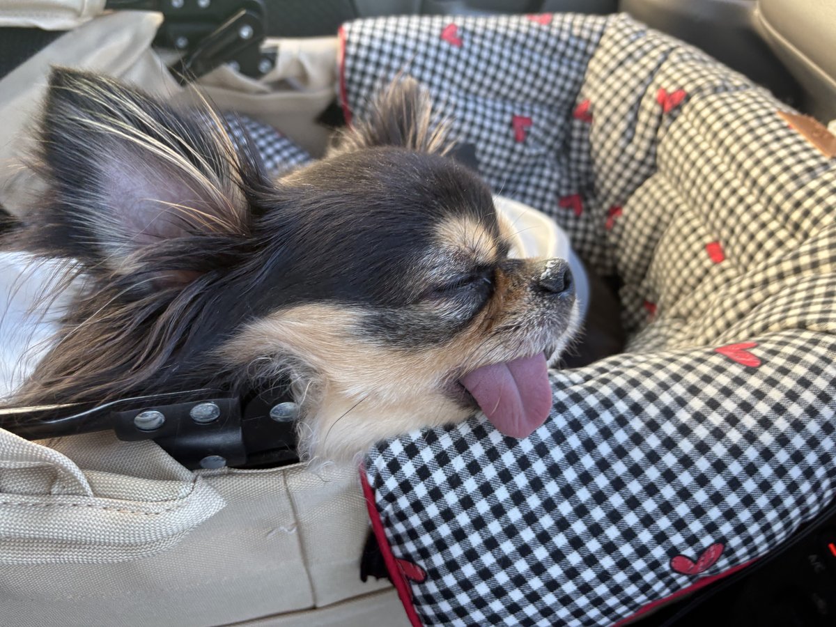 帰りの車で眠るこつぶ