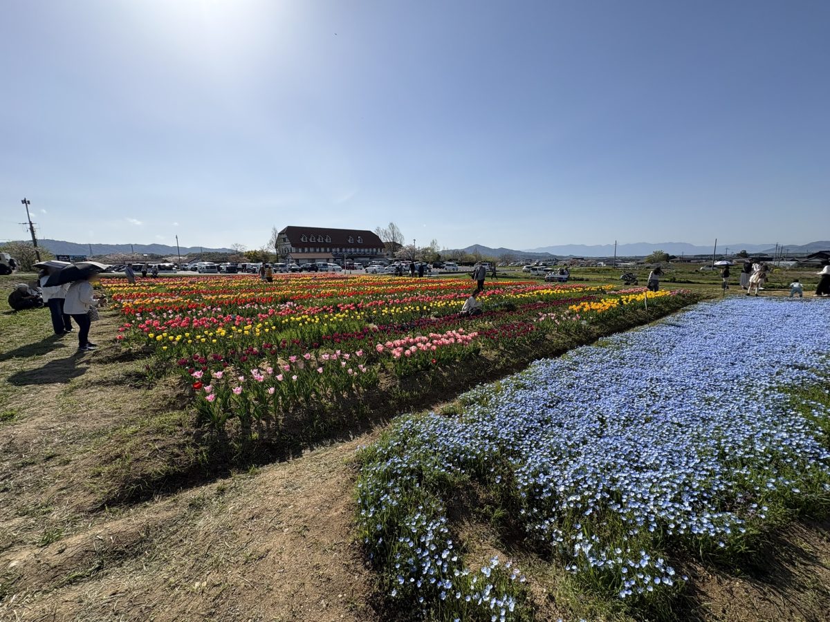 チューリップとネモフィラの花畑全景