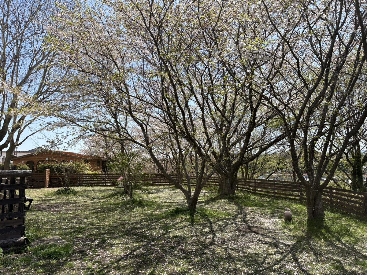 桜の咲くドッグラン