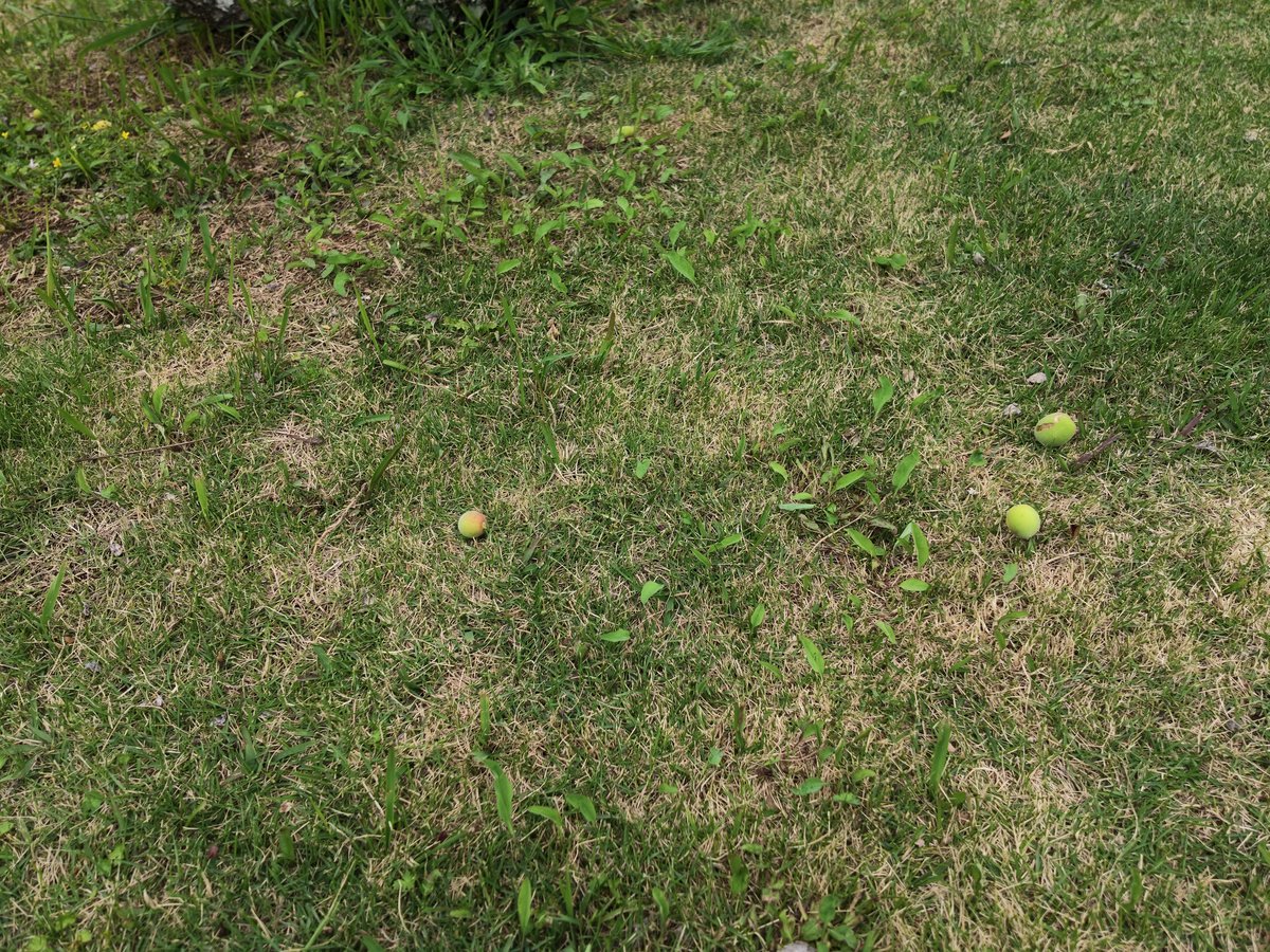 芝生に落ちた青梅の実