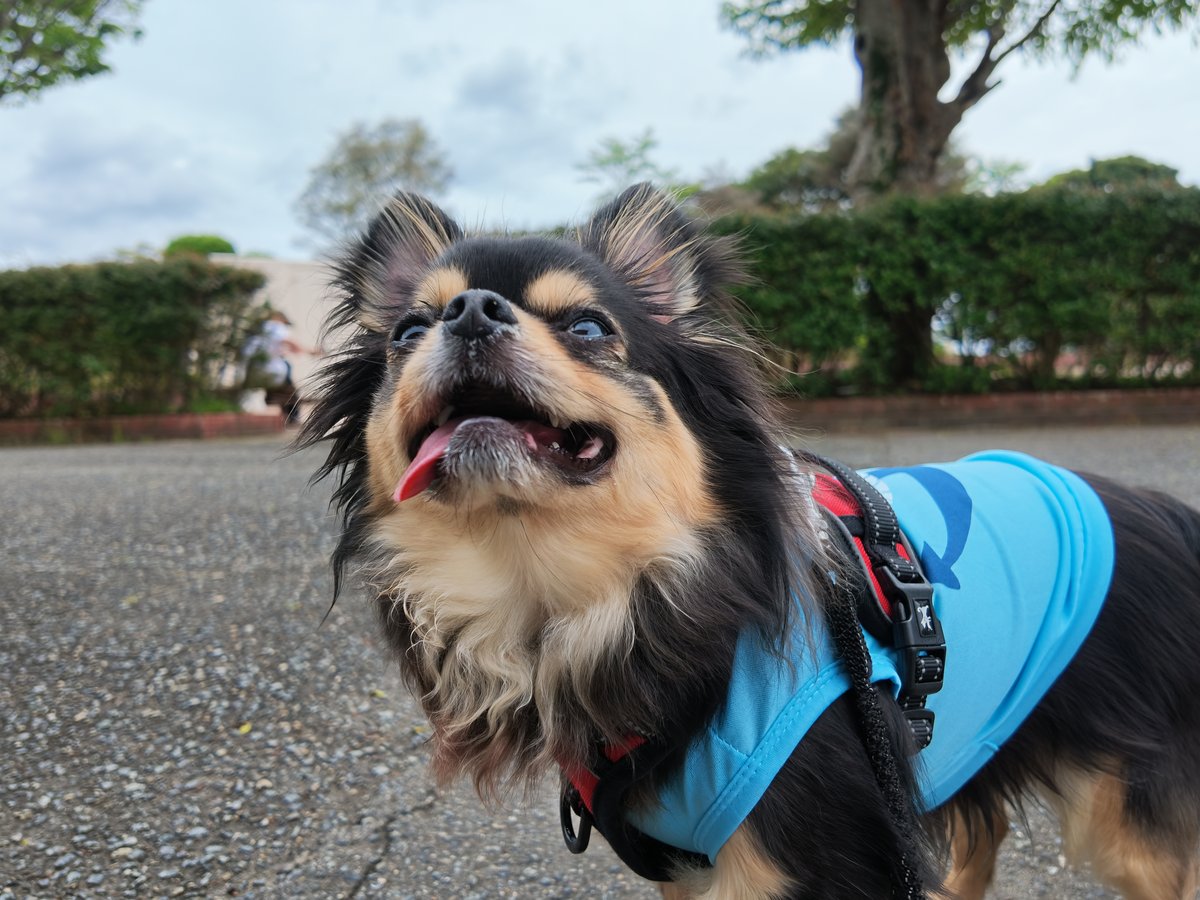 平草原公園でこちらを見上げるこつぶ