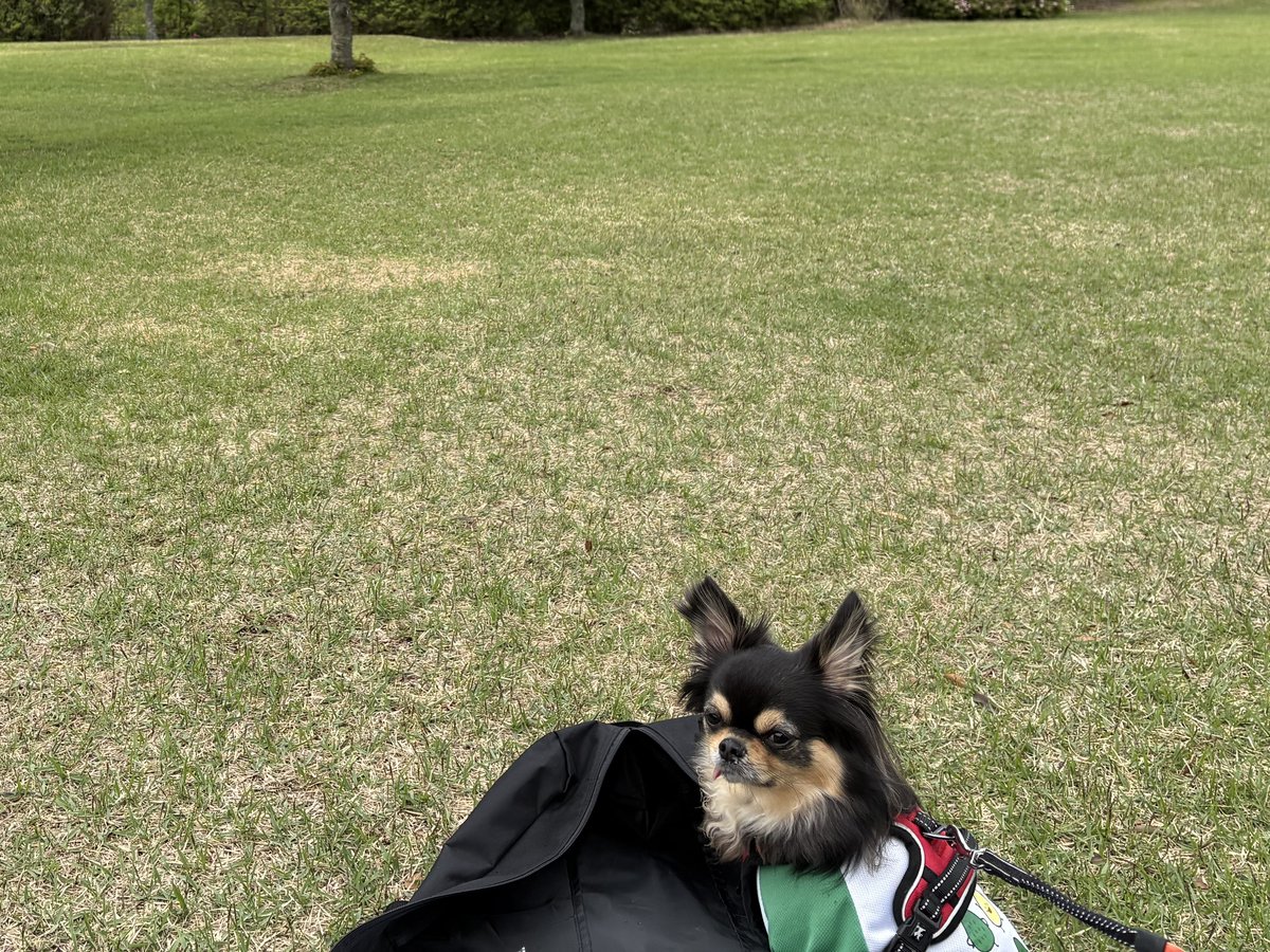 牧草地を背にした愛犬こつぶ
