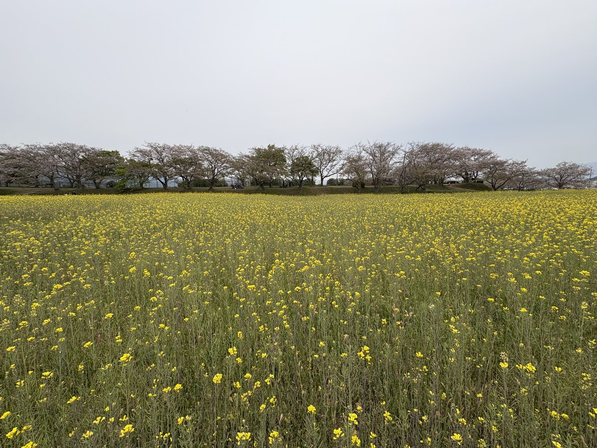 藤原宮跡